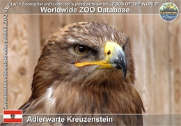 781 Adlerwarte Kreuzensein, AT - Steppe Eagle (Aquila Nipalensis) - Korneuburg