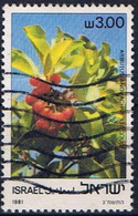 ISRAEL -  Arbutus Andrachne (Arbuste) - Usati (senza Tab)