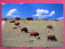 Etats Unis - Oklahoma Buffalo In The Wichita Mountains - R/verso - Otros & Sin Clasificación