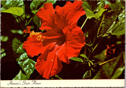 Hawaii State Flower The Red Hibiscus 1977 - Maui