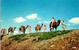 South Dakota Spearfish Black Hills Passion Play Camel Caravan - Sonstige & Ohne Zuordnung