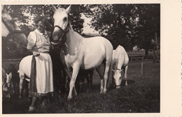 AK - Steiermark - Lipizzanergestüt Piber - 1957 - Köflach