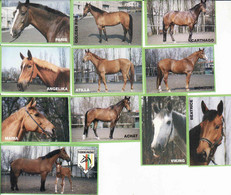 Czechia 1998, Boites D'allumettes- Etiquettes, Matchbox Labels, Horse, Pferd, Caballo, Cavallo, - Zündholzschachteletiketten