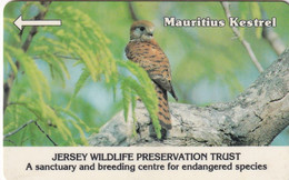 JERSEY ISL. - Bird, Mauritius Kestrel, CN : 8JERA(normal 0), Tirage 15000, Used - Aquile & Rapaci Diurni