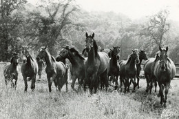 HARAS NATIONAL DE POMPADOUR POULAINS AU PATURAGE A LA SUCCURSALE DE CHIGNAC - Arnac Pompadour