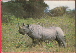 Le Rhinocéros (Couleurs De Centrafrique) - Rhinoceros