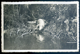 Cpa Du Congo Pointe Noire AEF -- Caïman Sur La Rivière Loémé   AOUT22-123 - Pointe-Noire