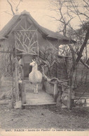 CPA - FRANCE - 75 - PARIS - JARDIN DES PLANTES - Le Lama Et Son Habitation - Parcs, Jardins