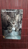 Cat Phoneacrd Used Rare - Gatos