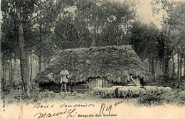 Landes * Bergerie Des Landes * échassier échasses * Type Berger - Other & Unclassified