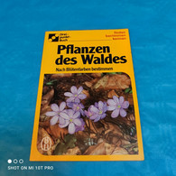 Pflanzen Des Waldes - Natura