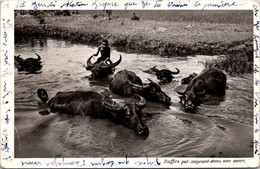 ( 1 N 36) VERY OLD (posted 1955) - B/w - French Indochina (Vietnam) Boys Bathing In River With Local Cows (Buffalo) - Taureaux
