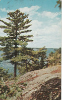 Stately Pines And Rugged Shores, Muskoka Lakes, Ontario - Muskoka