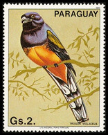 Paraguay 1983 MNH, Violaceous Trogon, Birds - Cuckoos & Turacos