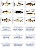 České Boites D'allumettes 2000, 9 Etikety, Zápalkové Etikety, Fish Plotice Podoustev Pstruh 2x Rak Sekavec Síh 2x Siven - Zündholzschachteletiketten