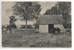 28 POSTEE DE JOUY UNE GRANGE ET 2 VACHES ET QUELQUES MAISONS DU VILLAGE 1907 - Jouy