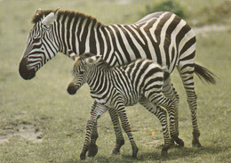 ZEBRES - Zebras