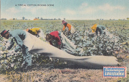 3116 – Cotton Picking Agriculture – Black Americana – Louisiana – Animation - Linen – VG Condition – 2 Scans - Negro Americana