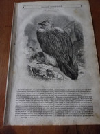 Année 1839: Le Vautour Barbu; SEAMEN'S HOSPITAL à Greewich ; Cologne; La Côte Orientale Du Spitzberg ; Etc - 1800 - 1849