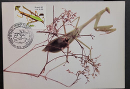 O) 1987 BRAZIL, ENTOMOLOGY, INSECT, CONEHEAD MANTIS, EMPUSA PENNATA, MAXIMUM CARD - Maximum Cards