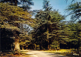 84 - Bonnieux - Forêt Des Cèdres - Bonnieux