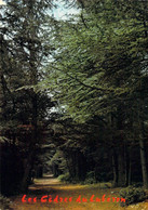 84 - Bonnieux - La Forêt De Cèdres - Bonnieux
