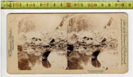 181  - STEREOGRAPH  - UNDERWWD - THE LOTUS OF THE NILE EGYPT - Visionneuses Stéréoscopiques