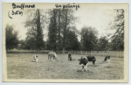 Bouffémont - Un Paturage - Bouffémont