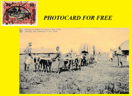 (°) ABA BELGIAN CONGO / CONGO BELGE CANCEL STUDY [J] COB 089 WITH FREE PHOTO CARD OF CATTLE GROWING IN ABA - Errors & Oddities