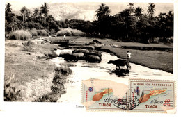 TIMOR - Búfalos - East Timor