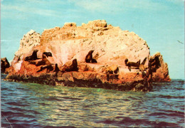 (2 N 3 ) OLDER - Peru - Sea-Lions On Islet Bollesta (Lion De Mer) - Pérou