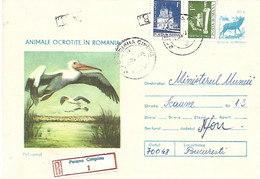 Romania - Postal Stationery 1977 Registered Mail  :    Great White Pelican   - Pelecanus Onocrotalus - Pelícanos