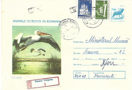 Romania - Postal Stationery 1977 Registered Mail  :    Great White Pelican   - Pelecanus Onocrotalus - Pelicans