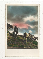 Cp, Agriculture ,élevage , Vaches , Vacher ,  Vierge ,ed. Gani ,n° 1257 - Crías