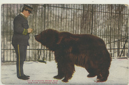 NEW YORK ZOOLOGICAL PARK - ALASKAN BROWN BEAR -PIEGA ANGOLO - Parcs & Jardins