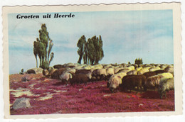 Groeten Uit Heerde - (Gelderland, Holland) - 1959 - Schapen, Heide - Nunspeet