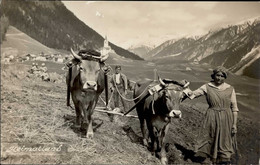 Landwirtschaft Schweiz Ochsenpflug Foto-Karte I-II Paysans - Other & Unclassified