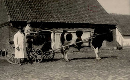 Landwirtschaft Ungewöhnliches Ochsengespann I-II Paysans - Other & Unclassified