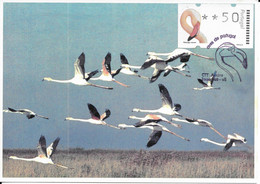 CARTE MAXIMUM - MAXICARD - CARTOLINA MAXIMA - MAXIMUM KARTE - PORTUGAL - OISEAUX - FLAMANT - Phoenicopterus Ruber - Flamingo's