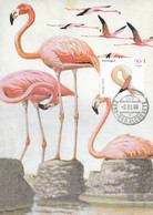 CARTE MAXIMUM - CARTOLINA MAXIMA - MAXIMUM KARTE - MAXIMUM CARD - PORTUGAL - OISEAUX - FLAMANT - Phoenicopterus Ruber - Flamencos