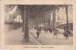 92 Chatillon Sous Bagneux Route De Versailles Chevre Goat - Châtillon