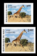 MALI 2022 IMPERF SET 2V - GIRAFE GIRAFES - CORONAVIRUS COVID COVID-19 CORONA VIRUS PANDEMIC - MNH - Giraffes