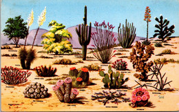 Cactus And Desert Flora Of The Great Southwest - Cactus