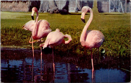 Florida Silver Springs Pink Flamingoes At Ross Allen's Reptile Institute - Silver Springs