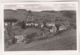 C2241) ST. PETER Im Schwarzwald - Sehr Schöne Alte FOTO AK Häuser Kühe Kirche - St. Peter