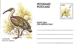 Ciskei - Postal Stationery :  Hadada Ibis - Bostrychia Hagedash - Grues Et Gruiformes