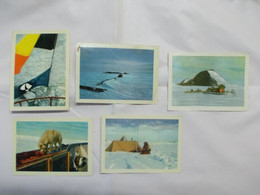 Lot Van 5 Verschillende Chromo's - Côte D'Or - ANTARCTIC - - Altri & Non Classificati