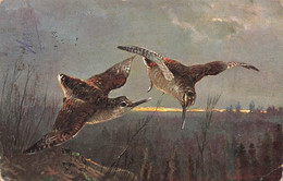 CPA Fantaisie - Oiseaux à Long Bec - Carte Circulée En 1905 - Vogels