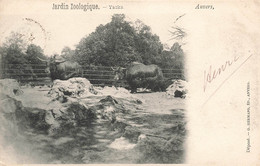 CPA Anvers - Jardin Zoologique - Yacks - Hermans Edition - Antwerpen