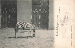 CPA Anvers - Jardin Zoologique - Zebre - Hermans Edition - Antwerpen